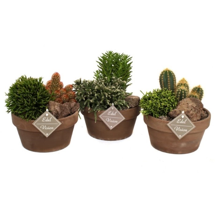 CACTUS COMPOSICION M20 TARRINA LAVA