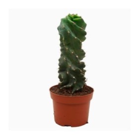 CEREUS FORBESII SPIRALIS M13