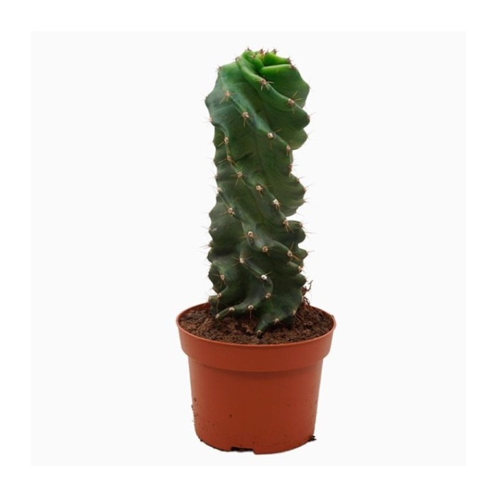 CEREUS FORBESII SPIRALIS M13