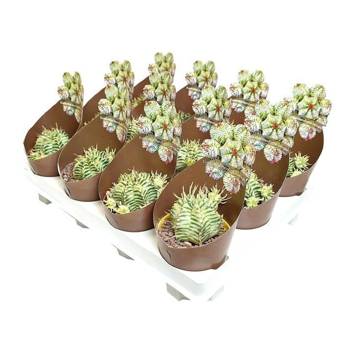 EUPHORBIA MELOFORMIS M 6 H 8