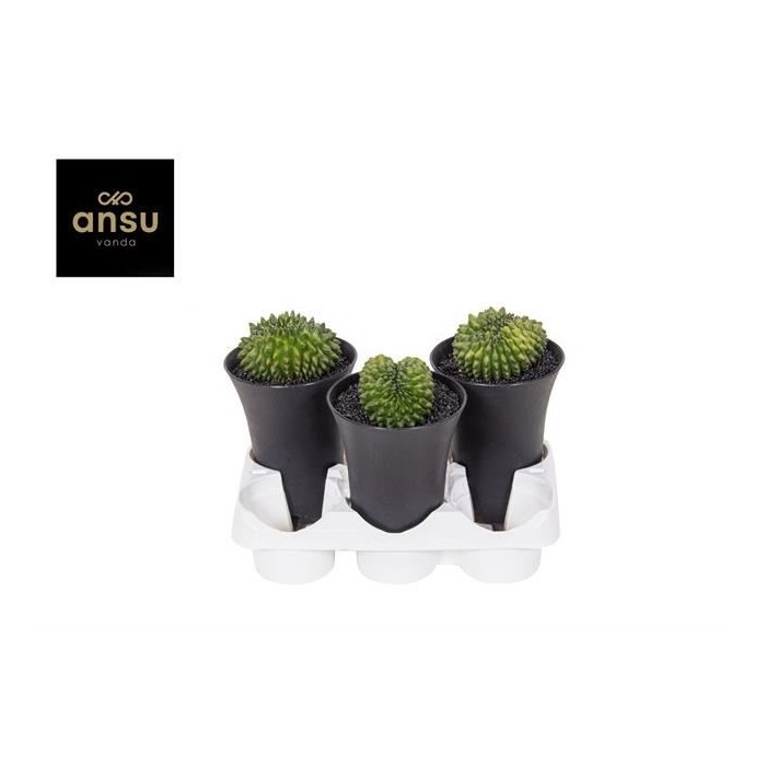 GYMNOCALICIUM SPINELESS XXL M12 H19