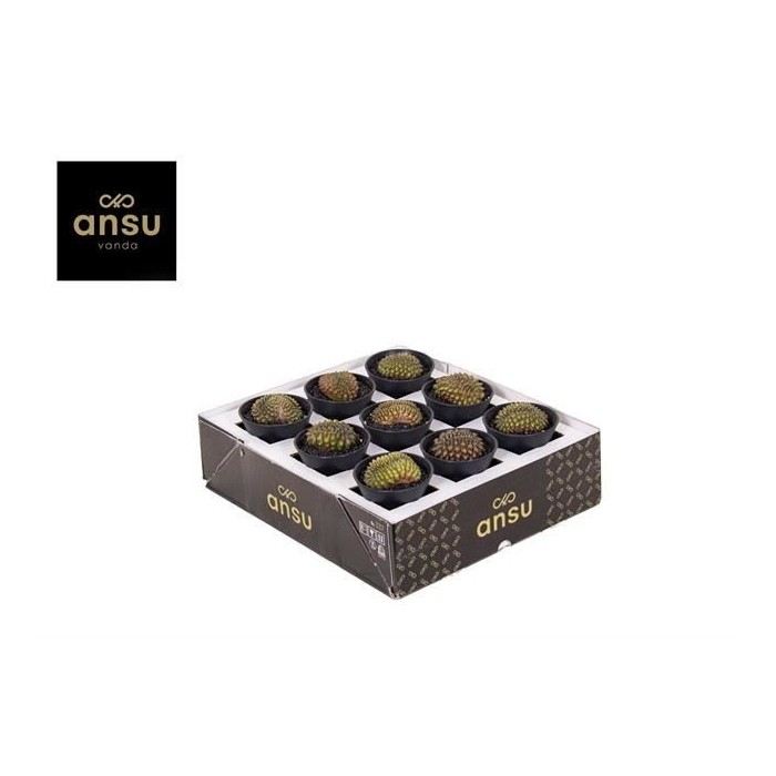 GYMNOCALICIUM SPINELESS M 7 H13 crestata