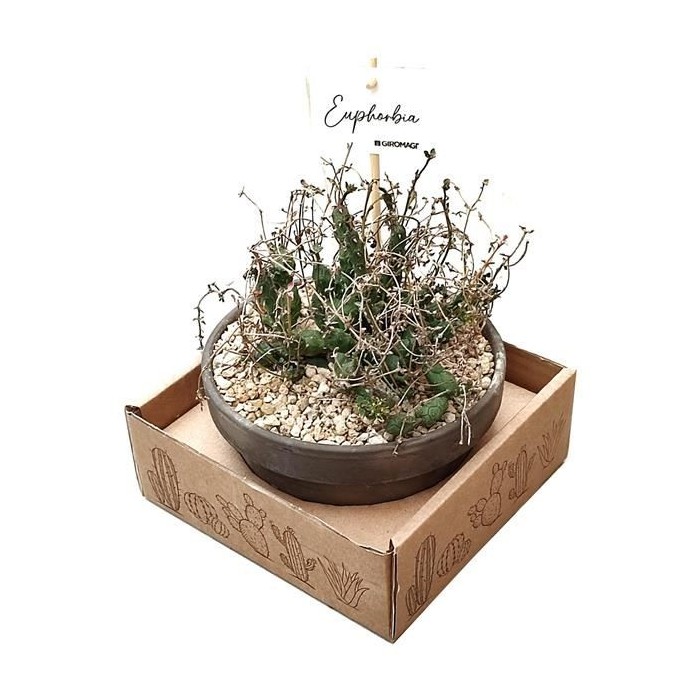 EUPHORBIA GLOBOSA M15 H15 TERRACOTA