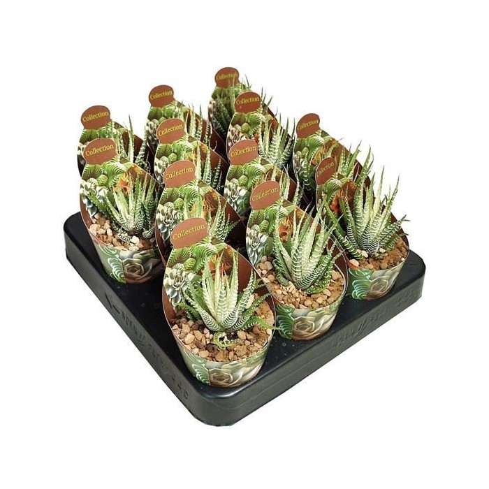 HAWORTIA  M 6 Fasciata Variegata