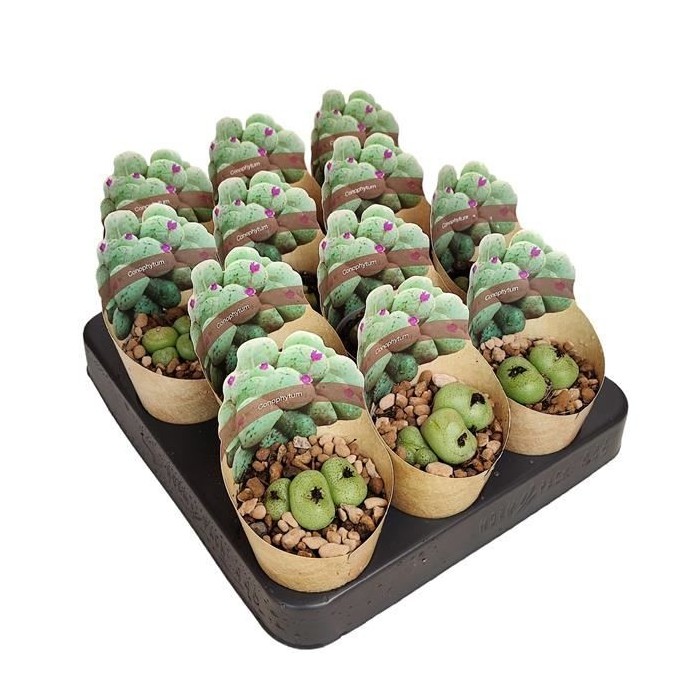 CONOPHYTUM sp. M 6 H 8