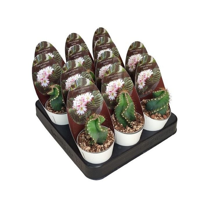 CEREUS FORBESII SPIRALIS M 6 H 8