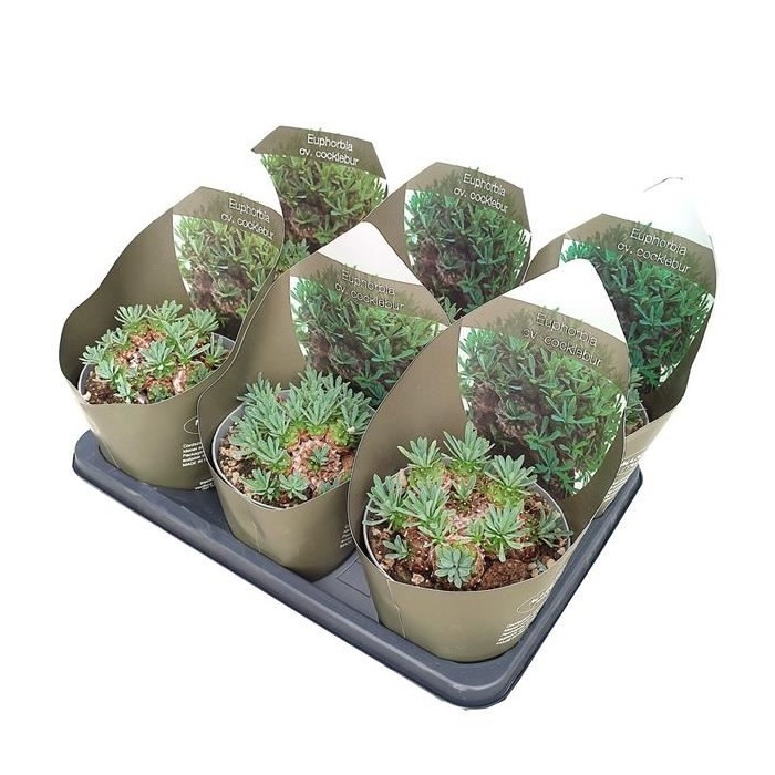 EUPHORBIA COCKLEBUR M14 H15