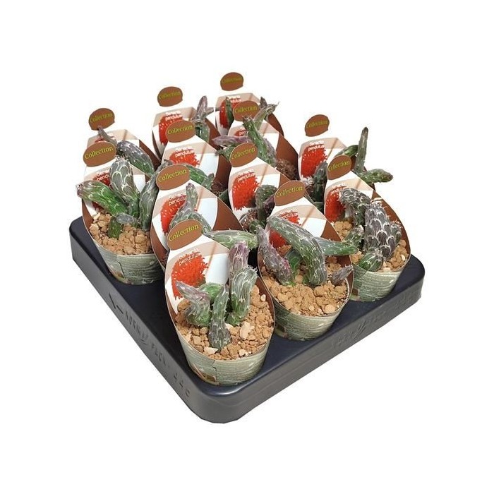 SENECIO PENDULUS M 6.5