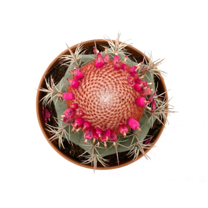 MELOCACTUS M-20