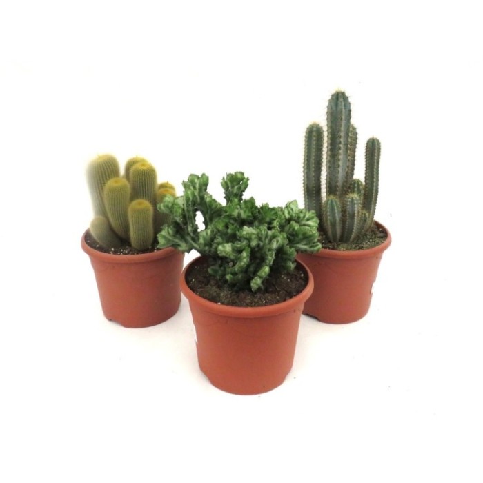 CACTUS   M25 MIX (preu unitat)
