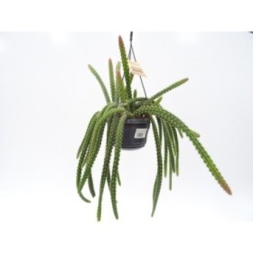 APOROCACTUS  MIX  COLGAR M14