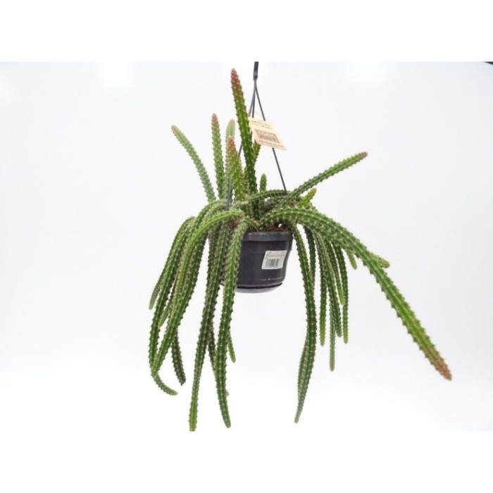 APOROCACTUS  MIX  PENJAR M14