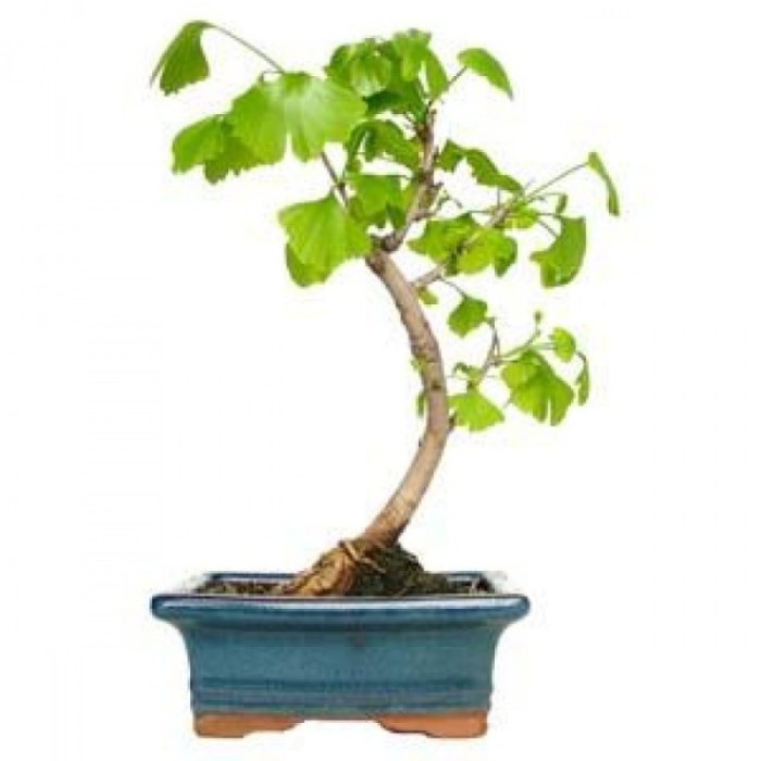 BONSÁI  7 ANYS GINKGO BILOBA