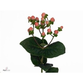 FLOR, HYPERICUM COCO CASINO 50cm. x10 tig