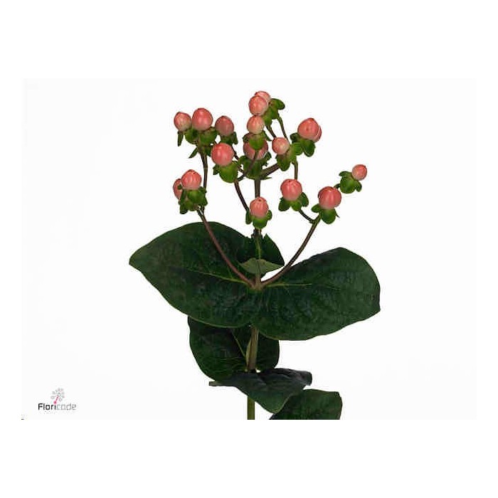 FLOR, HYPERICUM COCO CASINO 50cm. x10 tig