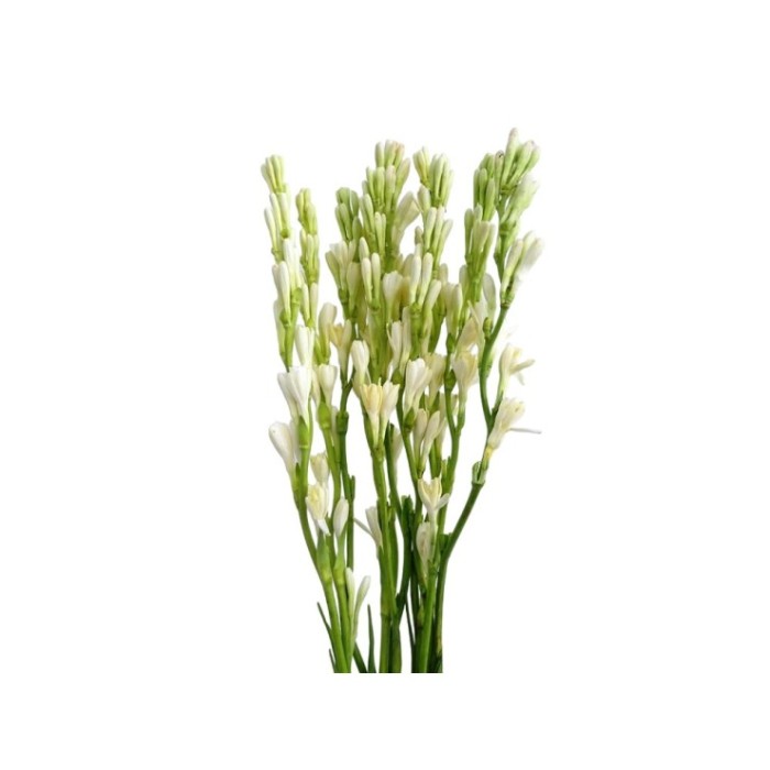 FLOR, NARDO (paq. x 10)