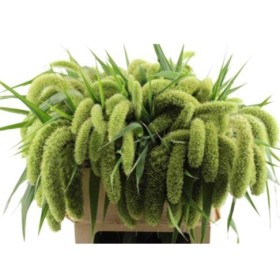 FLOR, SETARIA IT VOLLE 90cm. paq x10