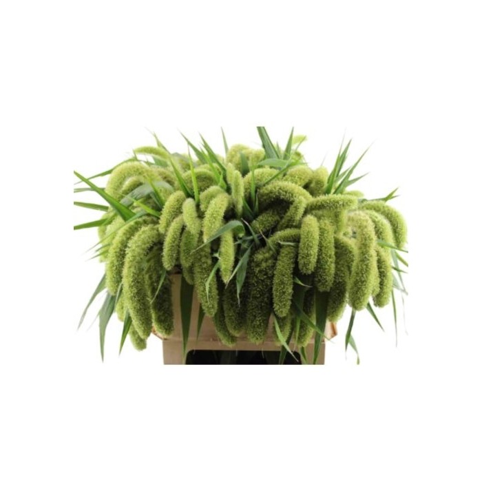 FLOR, SETARIA IT VOLLE 90cm. paq x10