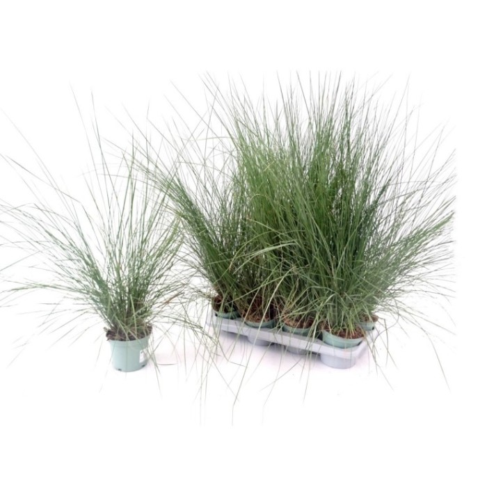 MUHLENBERGIA CAPILLARIS M13