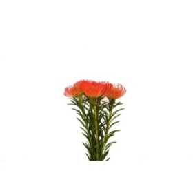 FLOR, NUTAN SUCCESSION 70cm, paquet x 5 tiges