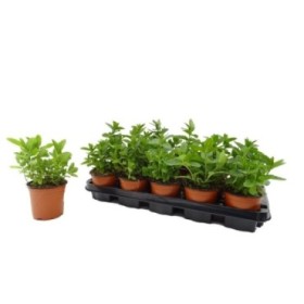 MENTHA SPICATA M11