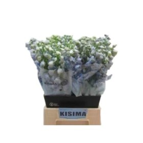 FLOR, DELPHINUM 80cm. x 10 tiges