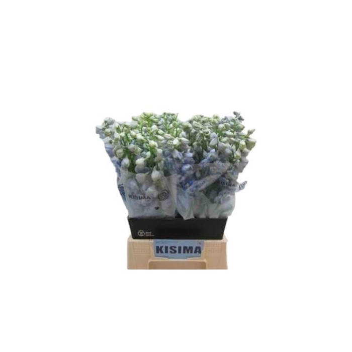 FLOR, DELPHINUM 80cm. x 10 tiges
