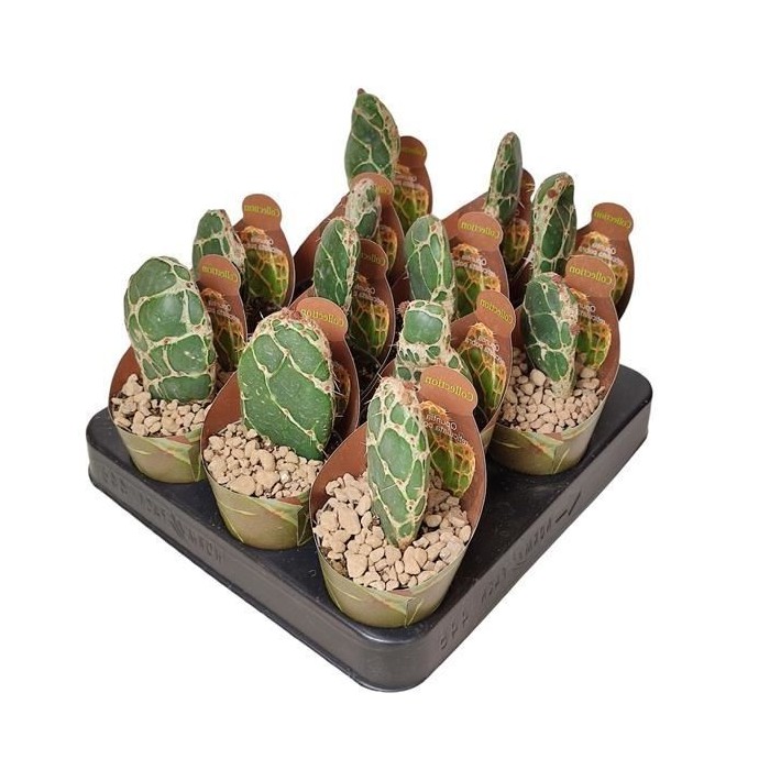 OPUNTIA RETICULATA M 6 Cobra