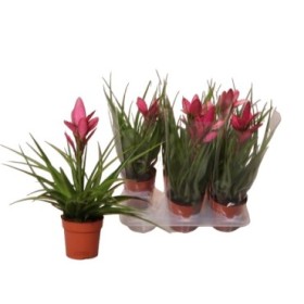 TILLANDSIA  M12 H55 AMIRA