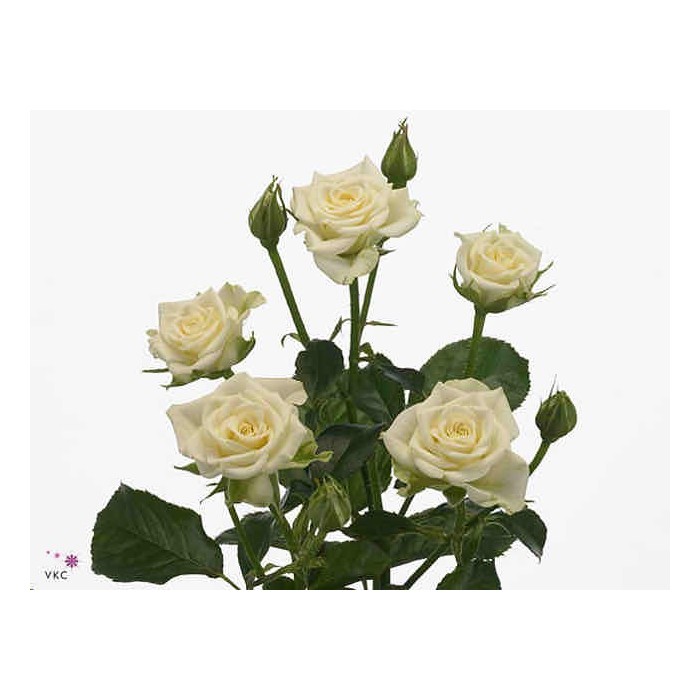 FLOR, ROSA SPRAY HO. SNOWFLAKE 60cm,paq.x10 blanca