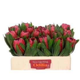 FLOR, PROTEA RED ICE 50cm. x1 tija