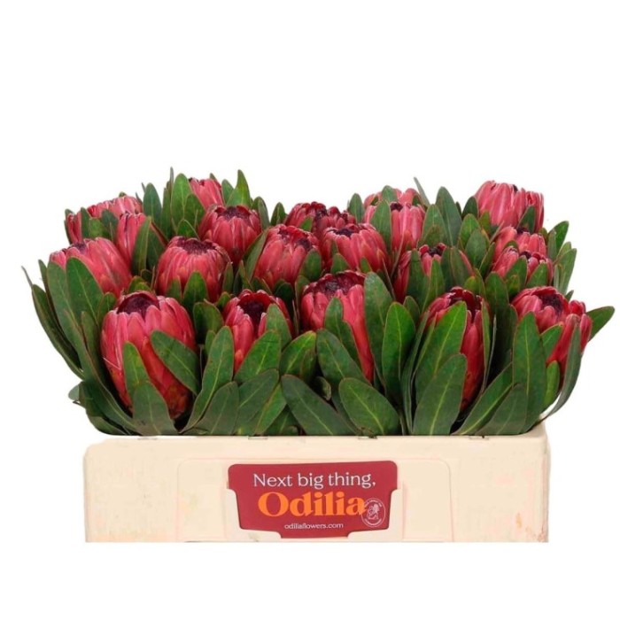 FLOR, PROTEA RED ICE 50cm. x1 tija