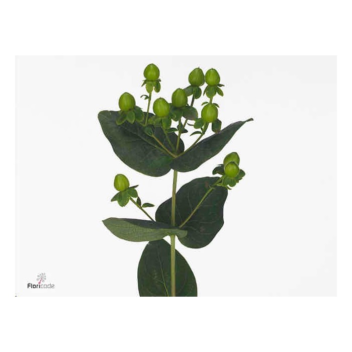 FLOR, HYPERICUM COCO BAMBU 70cm. x10 verd