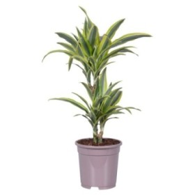 DRACAENA DEREMENSIS LEMON LIME 30.15 M17