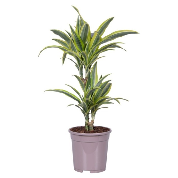 DRACAENA DEREMENSIS LEMON LIME 30.15 M17