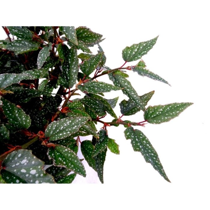 BEGONIA PICOTEE M19 - VARIEDADES ANTIGUAS