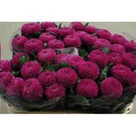 FLOR, CHRISANTHEM, GUSTAV x 10 tiges.