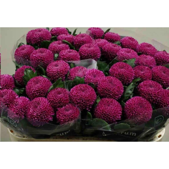 FLOR, CHRISANTHEM, GUSTAV x 10 tiges.