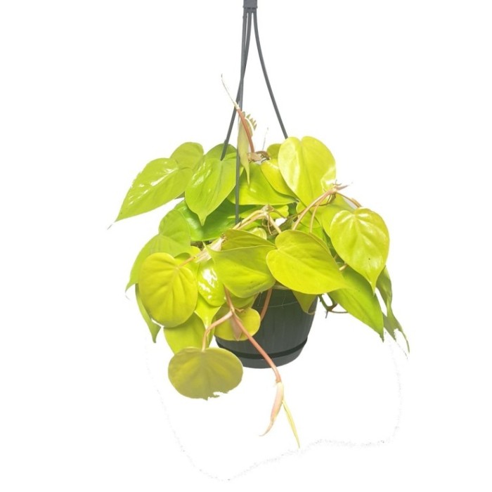 PHILODENDRON SCANDENS PENJAR M15 MICANS LEMON LIM