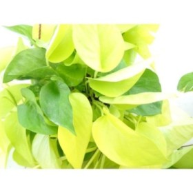 POTHOS  M15 PENJAR GOLDEN