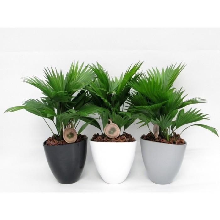 LIVISTONIA  M22 AUSTRALIS ceramica