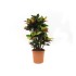 CROTON RAMIFICAT MIX M30