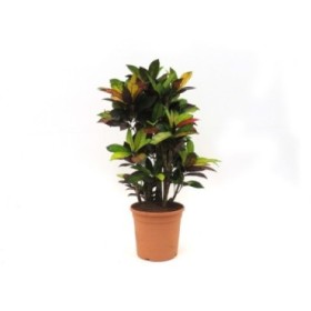 CROTON RAMIFICAT MIX M30