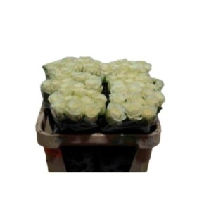 FLOR, ROSA HO. ALPE DHUEZ 60cm, paq. x10 blanca