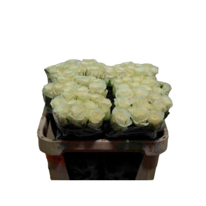 FLOR, ROSA HO. ALPE DHUEZ 60cm, paq. x10 blanca