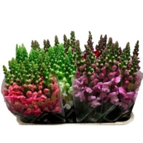 FLOR, ANTIRRINUM paq.x10 tiges.