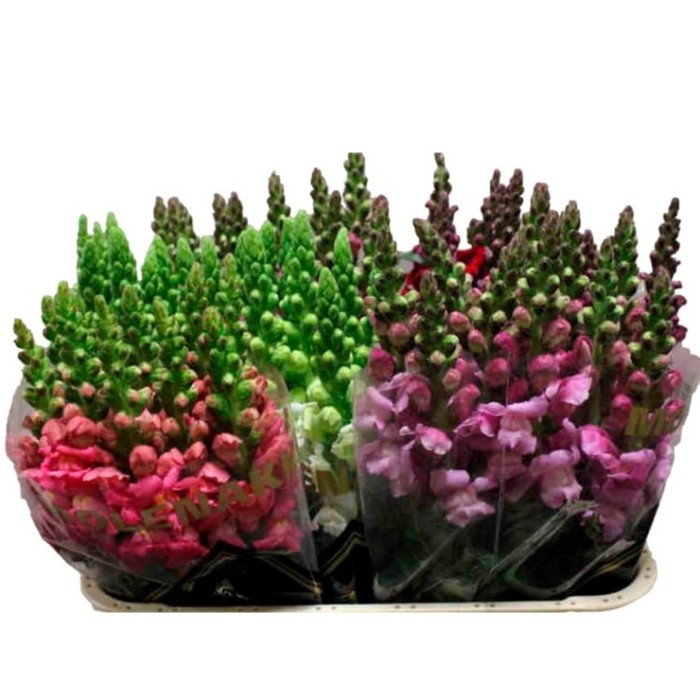 FLOR, ANTIRRINUM paq.x10 tiges.