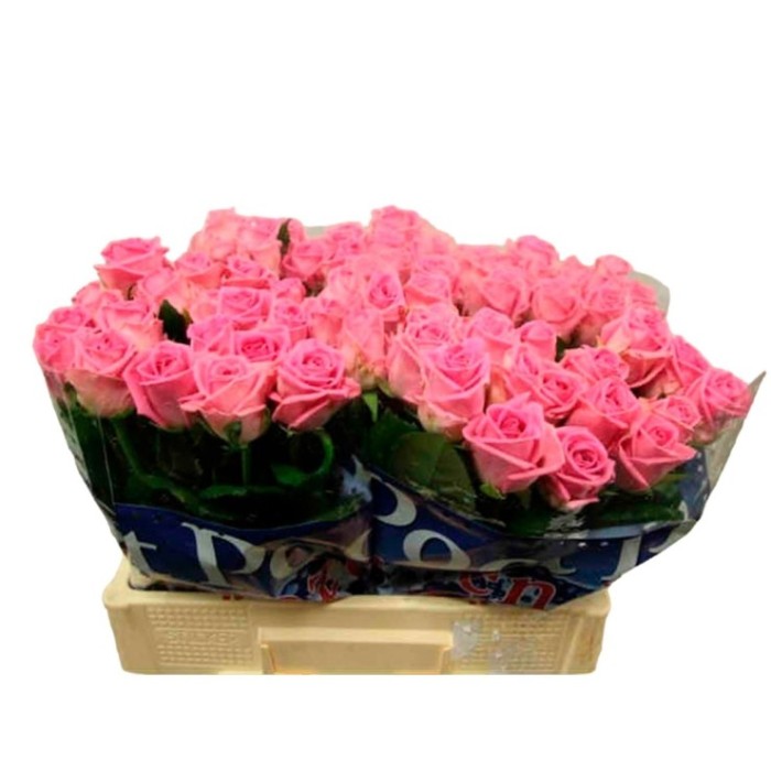 FLOR, ROSA HO. AQUA 60cm, paq. X10 rosa fort