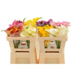 FLOR, ZANTEDESCHIA  paq x10 MIX