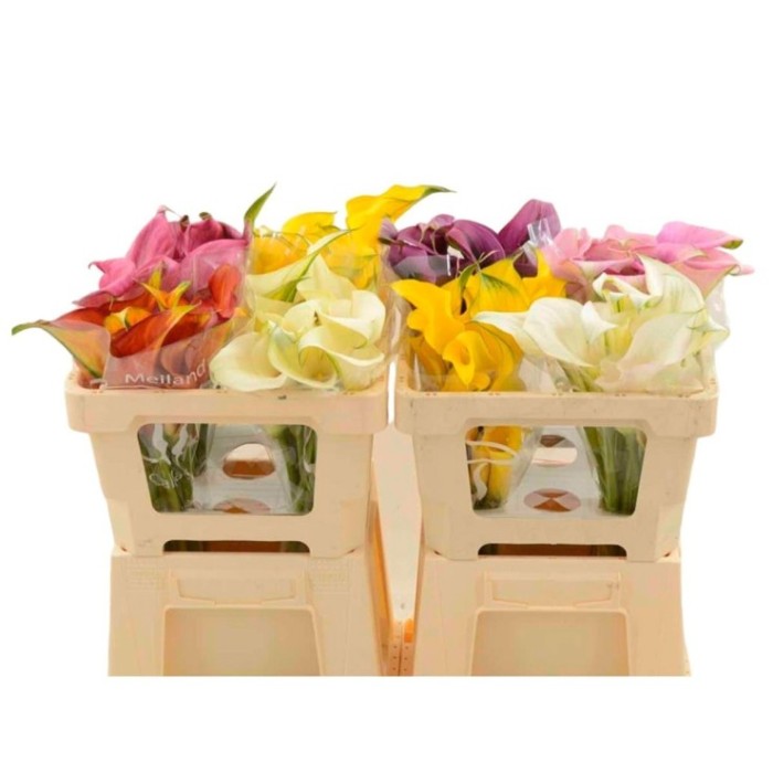 FLOR, ZANTEDESCHIA  paq x10 MIX